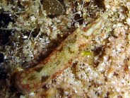 Photo: B.& s. Koretz; Surf to the Sea Slug forum